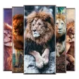 Lion Wallpaper