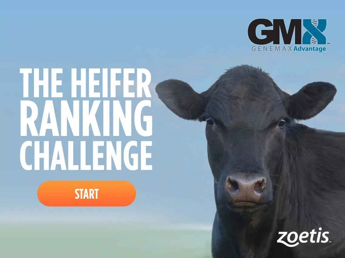 ภาพหน้าจอของ Heifer Ranking Challenge iPad 