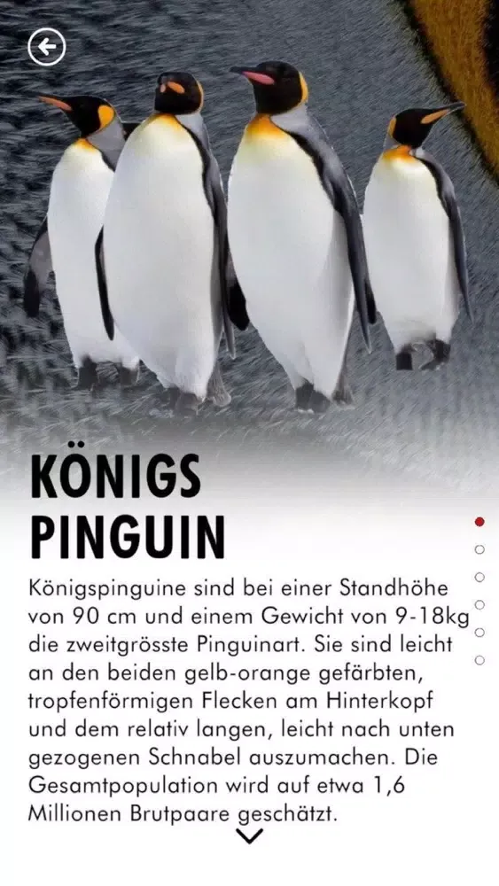 Save The Penguins! স্ক্রিনশট