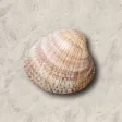 ZenShell ZenShell