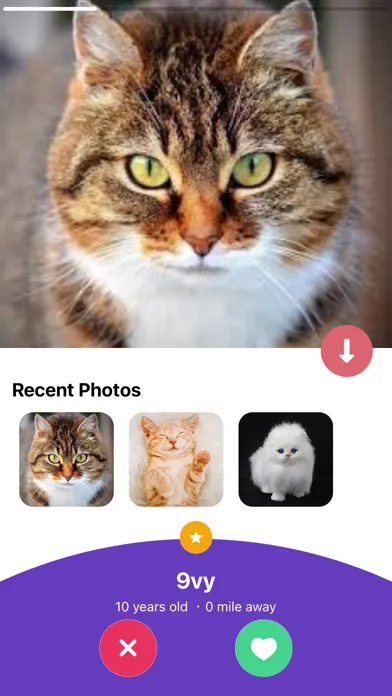 Kitty Nip - Cat Dating App Screenshots