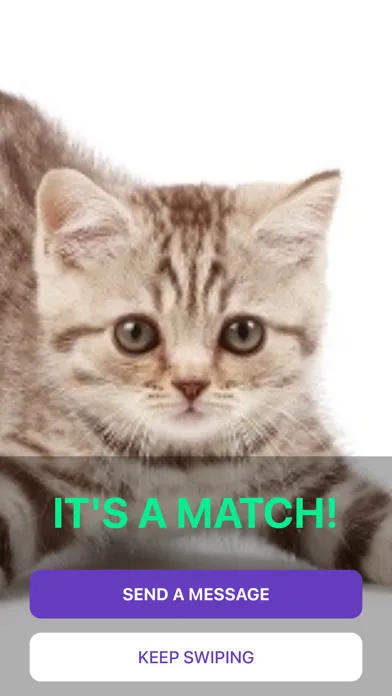Kitty Nip - Cat Dating App Screenshots