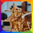 PictoSpin