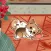 Cool Little Corgi