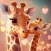 Cute Animal Wallpaper