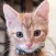 3D Kitty Cat Simulator