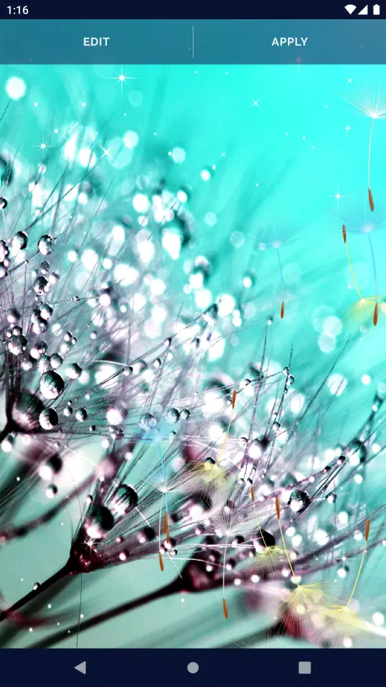 Dandelion Live Wallpaper Screenshots