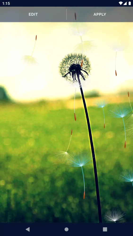 Dandelion Live Wallpaper Screenshots