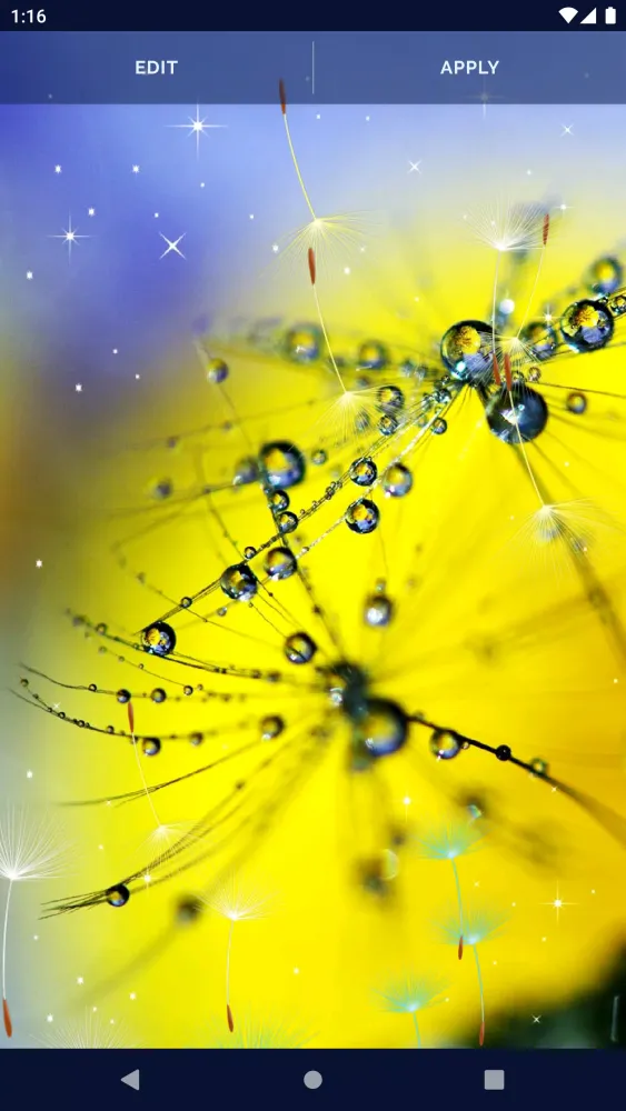 Dandelion Live Wallpaper Screenshots