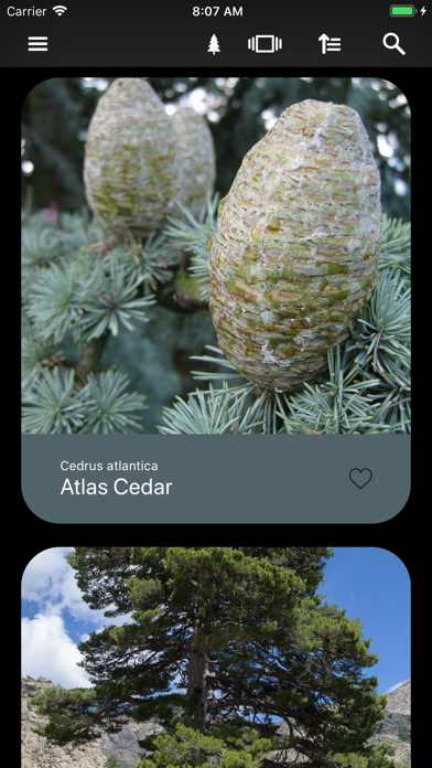 Conifers應用截圖