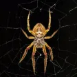 Spiders 2.0