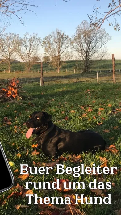 Tangkapan layar Black Dog Down - Hunde-Reisen