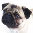 Mops Mops