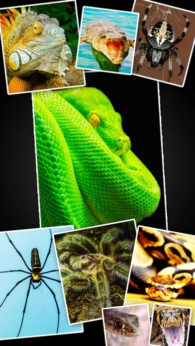 Tangkapan skrin Snakes, Spiders, Lizards and Reptiles - Animals Wallpapers