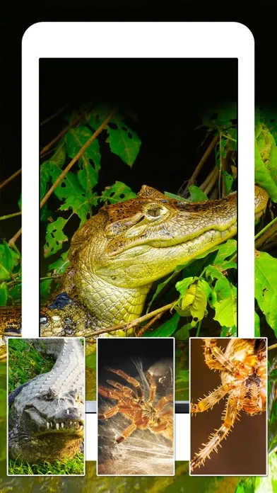 Tangkapan skrin Snakes, Spiders, Lizards and Reptiles - Animals Wallpapers