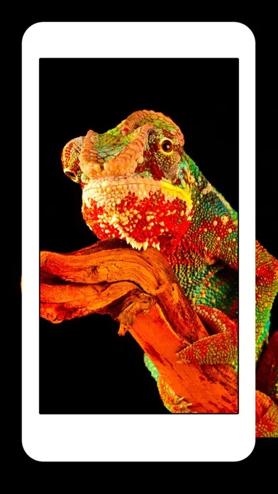 Tangkapan skrin Snakes, Spiders, Lizards and Reptiles - Animals Wallpapers