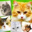 Cats & Kittens Wallpapers - Cute Animal Backgrounds and Cat Images