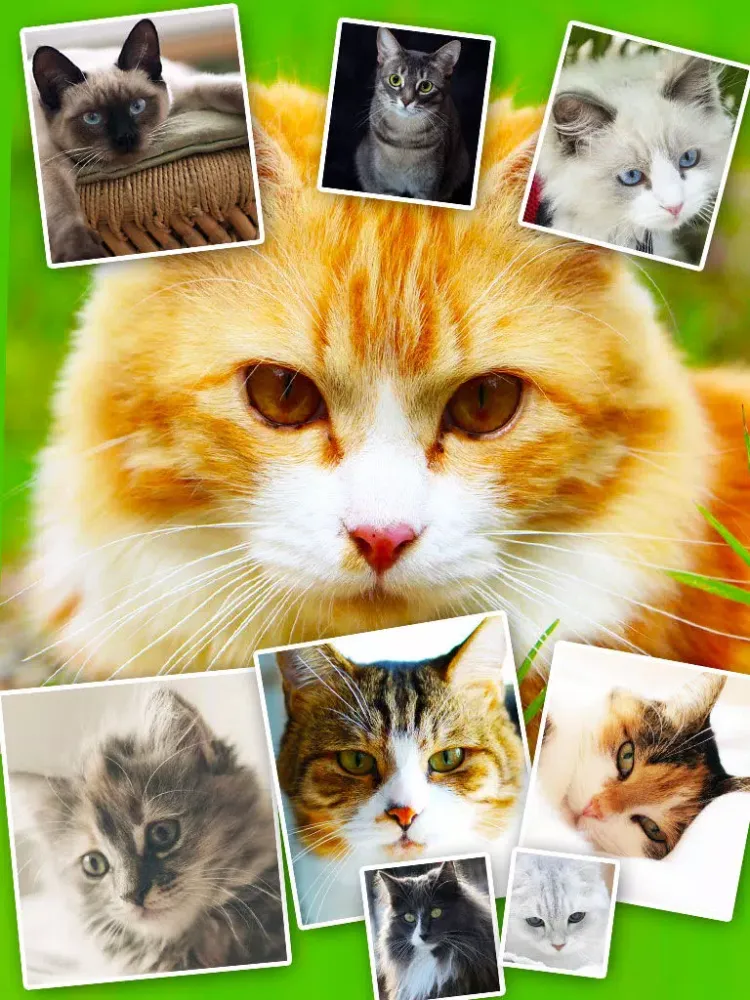 Cats & Kittens Wallpapers - Cute Animal Backgrounds and Cat Images iPad  Screenshots