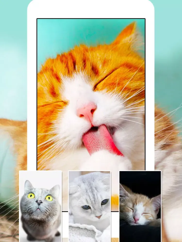 Cats & Kittens Wallpapers - Cute Animal Backgrounds and Cat Images iPad  Screenshots