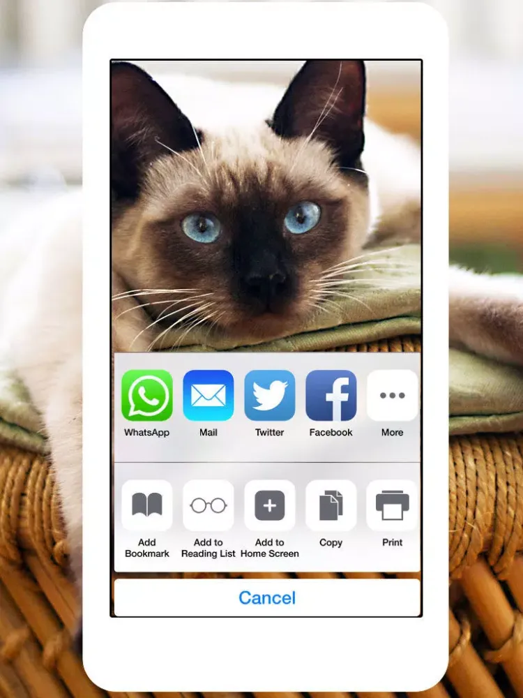 Cats & Kittens Wallpapers - Cute Animal Backgrounds and Cat Images iPad  Screenshots