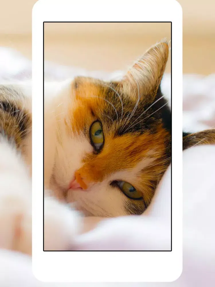 Cats & Kittens Wallpapers - Cute Animal Backgrounds and Cat Images iPad  Screenshots