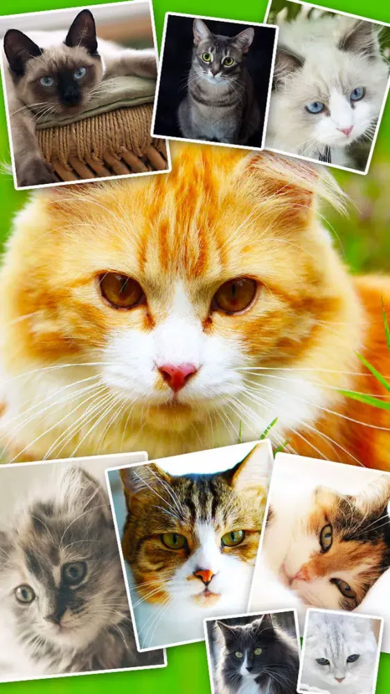 Cats & Kittens Wallpapers - Cute Animal Backgrounds and Cat Images Screenshots