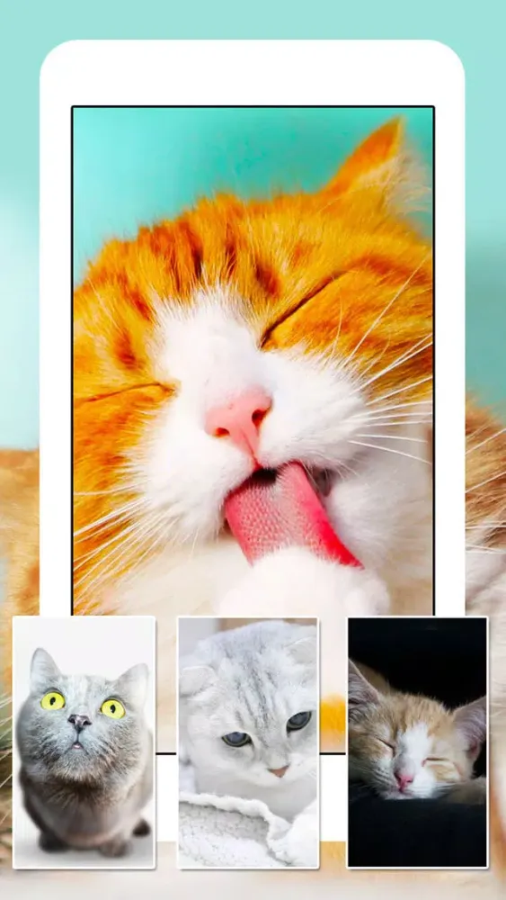 Cats & Kittens Wallpapers - Cute Animal Backgrounds and Cat Images Screenshots