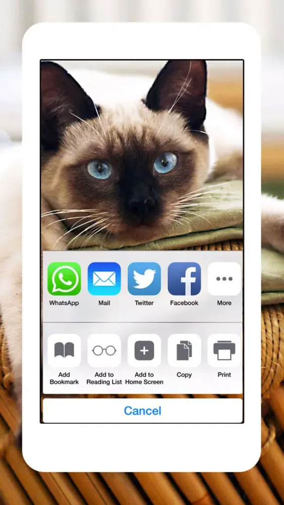 Cats & Kittens Wallpapers - Cute Animal Backgrounds and Cat Images Screenshots