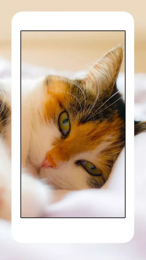 Cats & Kittens Wallpapers - Cute Animal Backgrounds and Cat Images Screenshots