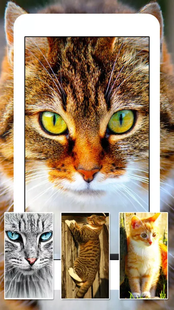 Cats & Kittens Wallpapers - Cute Animal Backgrounds and Cat Images Screenshots