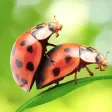 Animal Jokes for Adults - So funny! Animal Jokes for Adults - So funny!