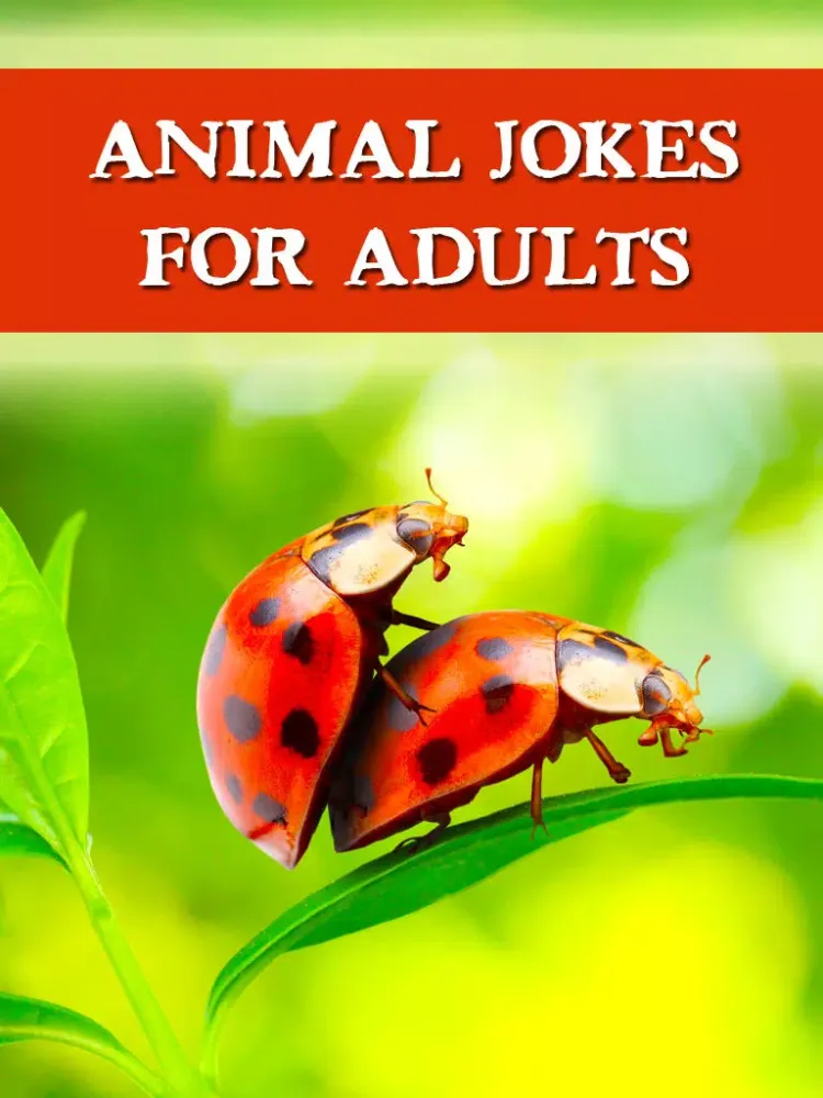 Animal Jokes for Adults - So funny! iPad  Screenshots