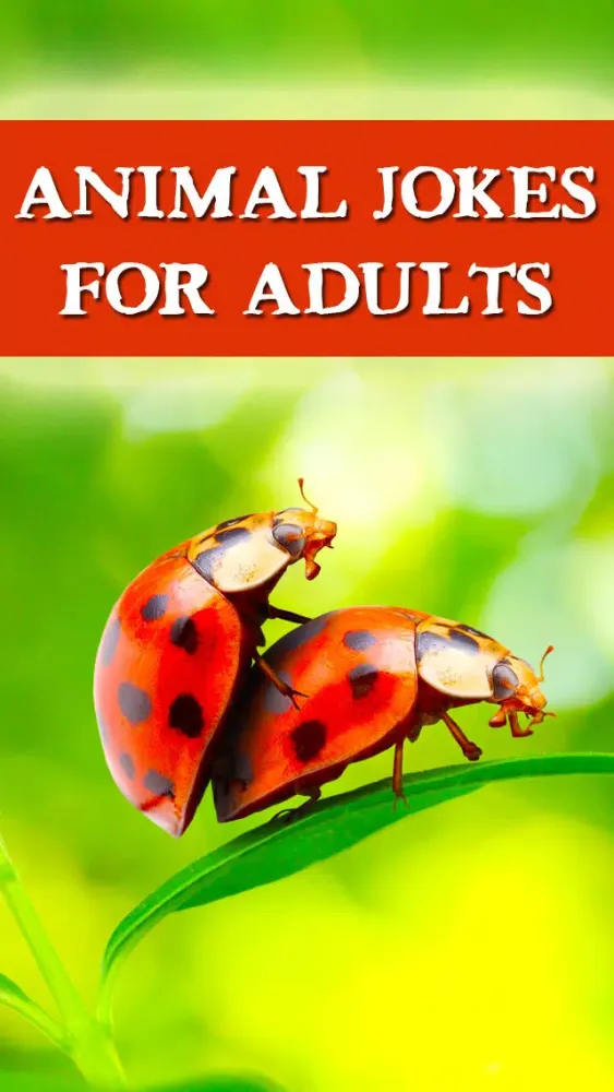 Animal Jokes for Adults - So funny! Screenshots