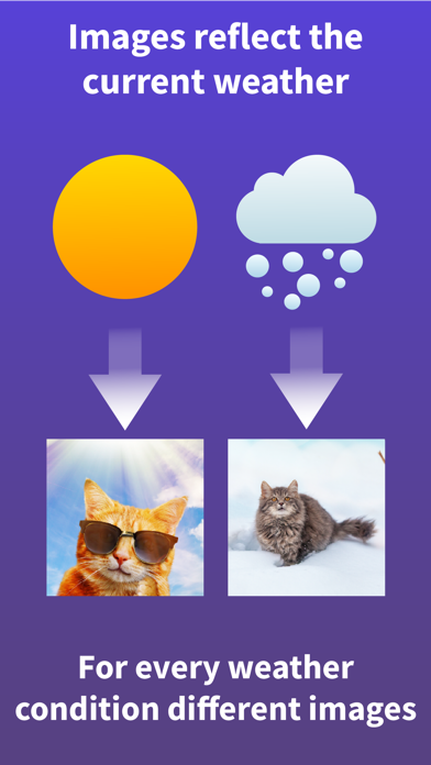 Cat Widget - World of Cats应用截图