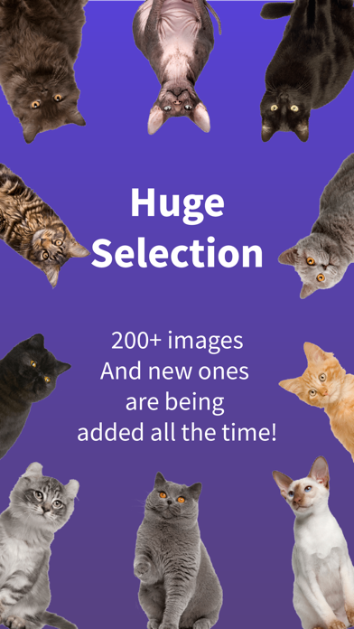 Cat Widget - World of Cats应用截图