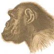 Ape Test Ape Test