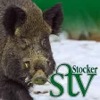 Sau Jagd