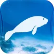 TC Manatees