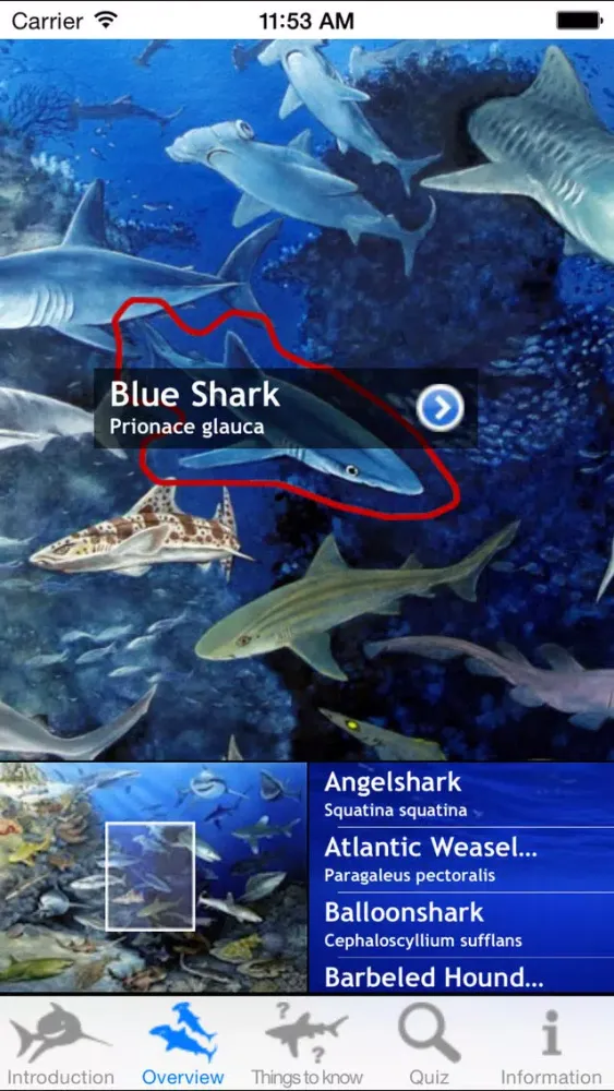 Tangkapan layar Sharks of the World