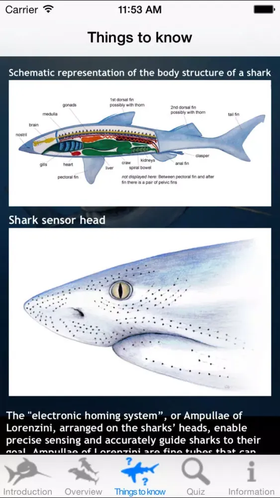 Tangkapan layar Sharks of the World