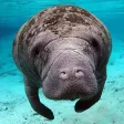 Manatees