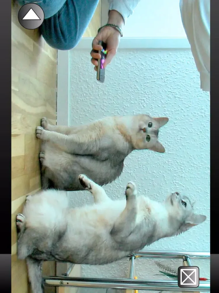Cat Clicker Training iPad  स्क्रीनशॉट