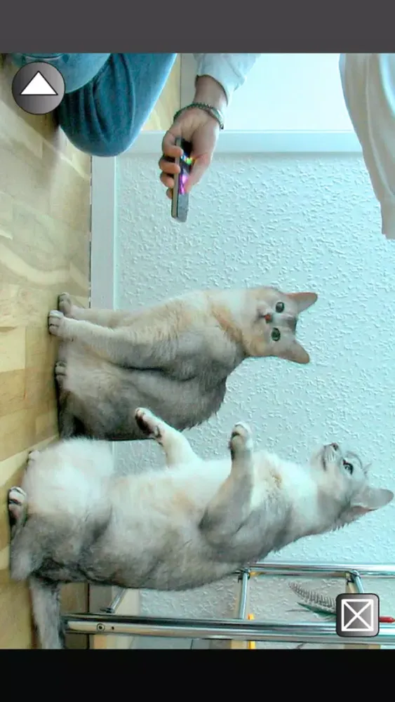 Cat Clicker Training स्क्रीनशॉट