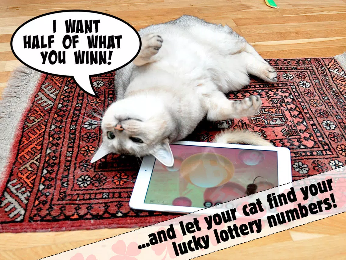 Lucky Cat Lottery Numbers - Catch Game For Cats iPad 应用截图