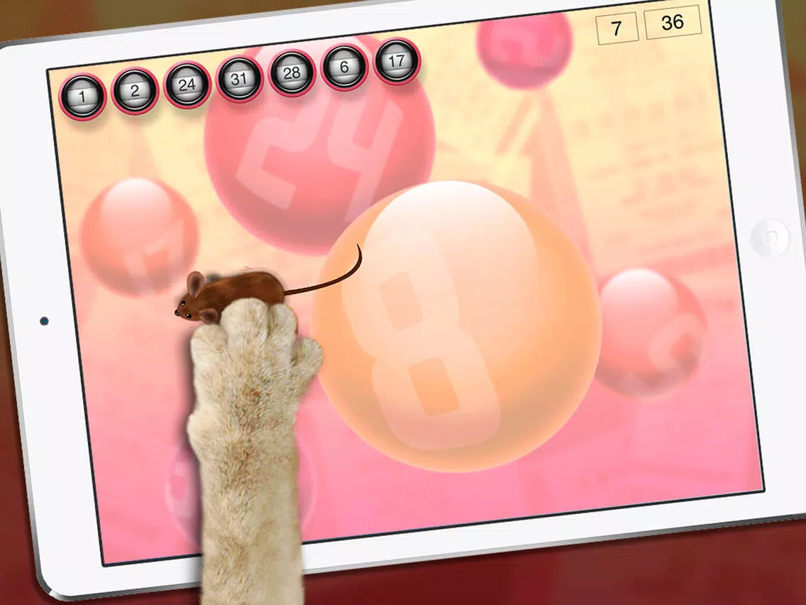Lucky Cat Lottery Numbers - Catch Game For Cats iPad 应用截图