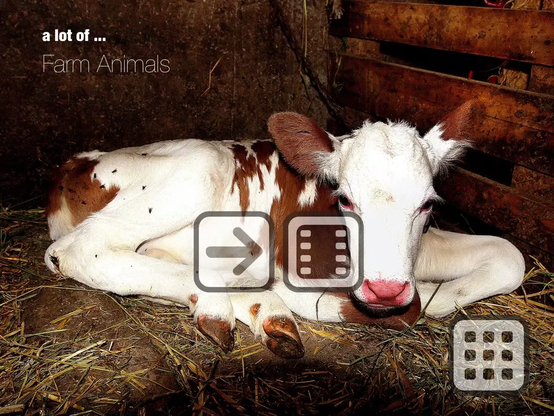 100 Things: Farm Animals – Video & Picture Book for Toddlers iPad  Screenshots
