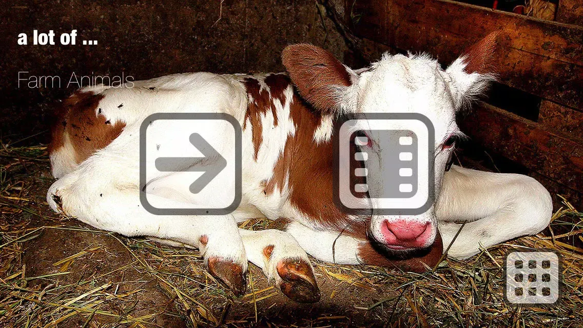 100 Things: Farm Animals – Video & Picture Book for Toddlers Screenshots