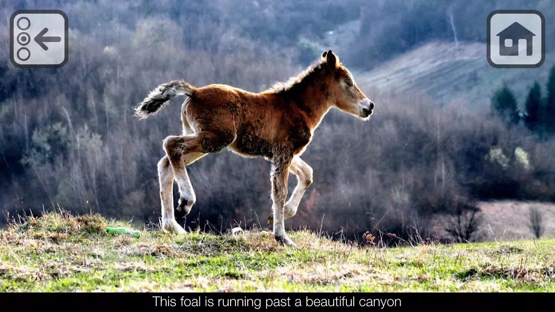 100 Things: Farm Animals – Video & Picture Book for Toddlers Screenshots