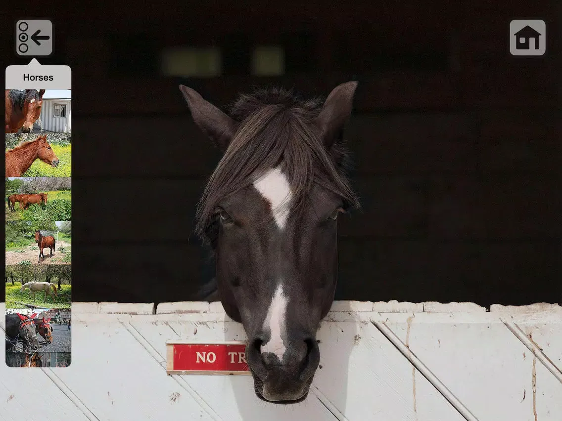 100 Things: Horses – Video & Picture Book for Toddlers iPad 应用截图