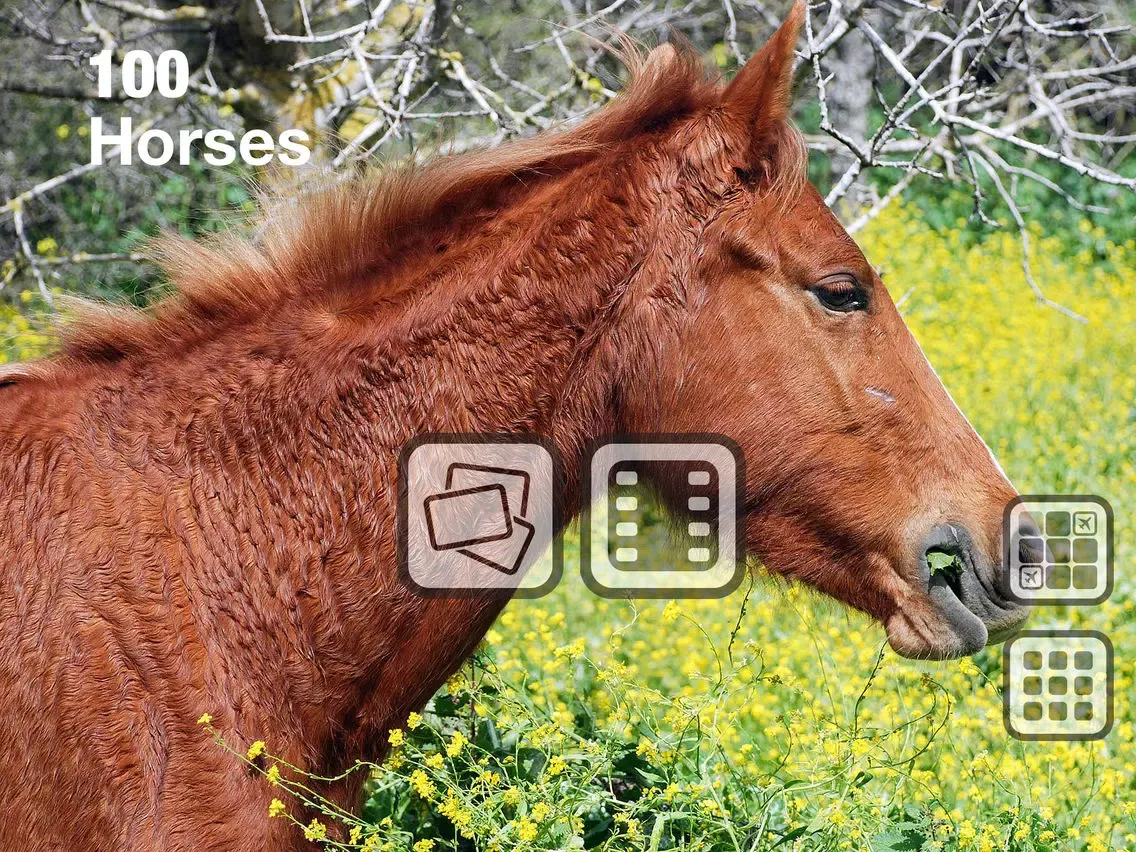 100 Things: Horses – Video & Picture Book for Toddlers iPad 应用截图